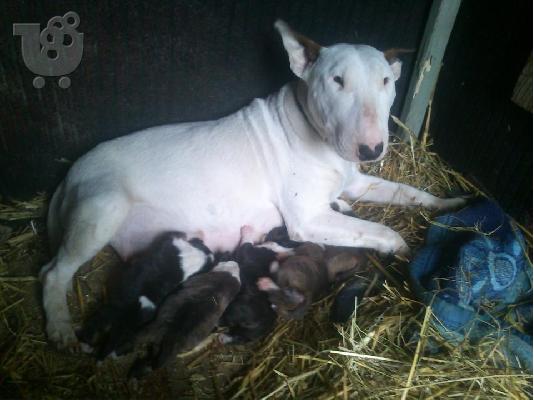 BULL TERRIER